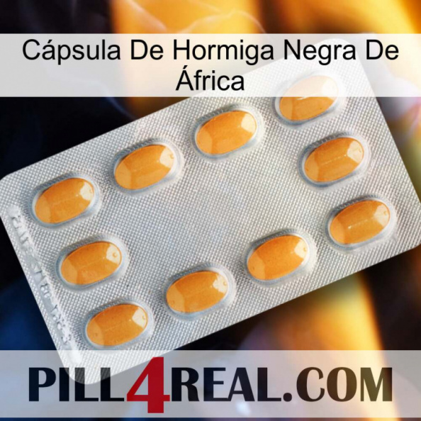 Cápsula De Hormiga Negra De África cialis3